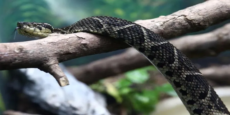 Điềm báo chiêm bao thấy rắn đen hãy thay đổi thái độ làm việc